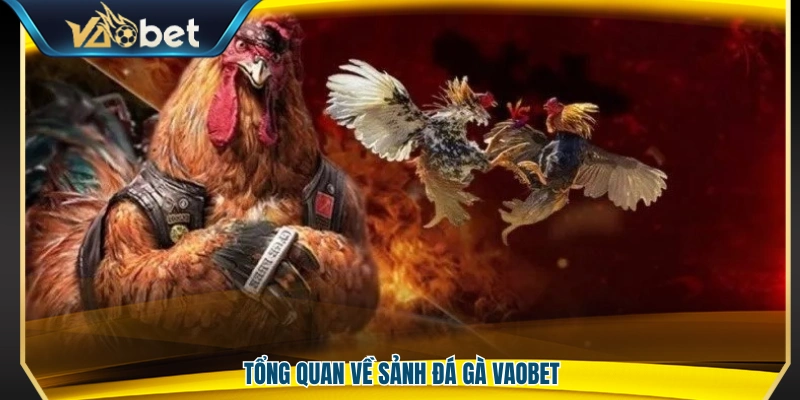 Đá Gà Vaobet – Sàn Đấu Cá Cược Kịch Tính Trải Nghiệm Đỉnh Cao 2 Sơ lược sảnh đá gà Vaobet